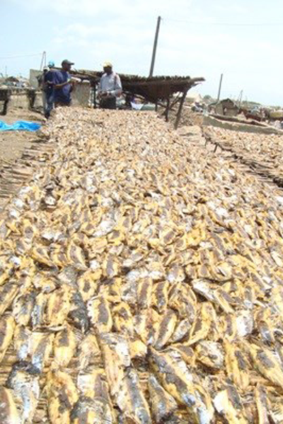 Production de poissons salés et séchés